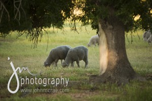 Some of Joel's sheep