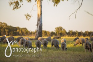 More sheep.......