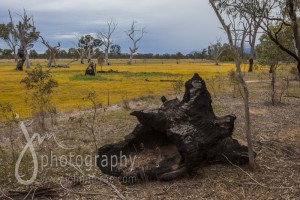 See what I mean....charred remains of eucalyptus trees everywhere!