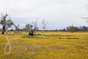 Across a paddock......full of nice yellow flowers