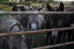 EricksFarm_27A1874